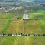 Foto: Lahan sawah seluas sekitar 500 hektare yang menjadi bagian dari program lumbung pangan nasional terhampar di Desa Terusan Makmur, Kecamatan Bataguh, Kabupaten Kapuas, Kalimantan Tengah.