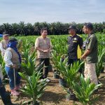 Foto: Tim Disbun Provinsi Kalimantan Tengah melakukan monitoring dan sertifikasi benih kelapa sawit guna menjamin benih bermutu bagi pekebun di wilayah Kalteng.
